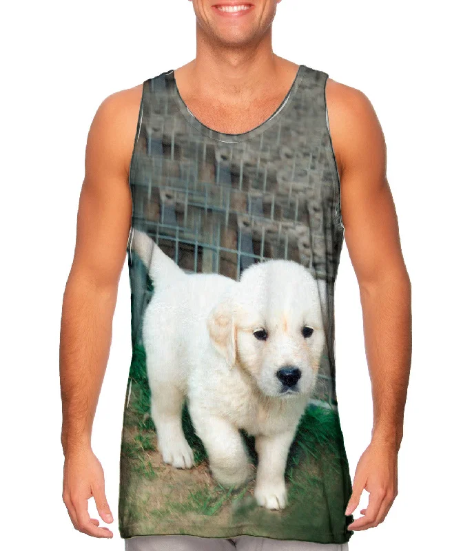 Refreshing Design Elegant And Noble Golden Lab Puppy Toro